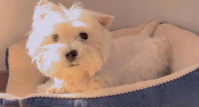 宠物狗被毒死女子辞职追凶3年案件宣判：65岁被告投毒致9条犬